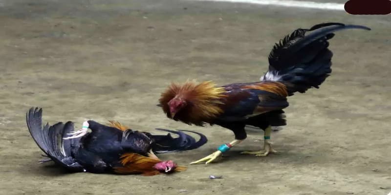 Chiến thuật nâng cao trong đá gà cựa sắt