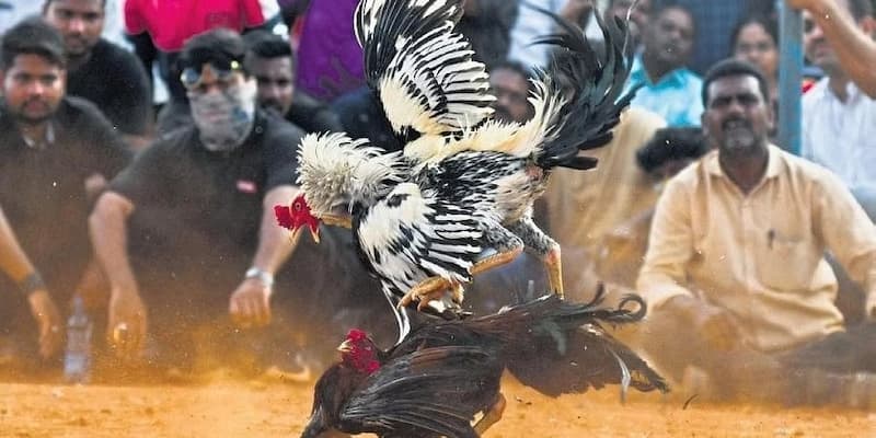 Giới thiệu tổng quan về đá gà cựa sắt